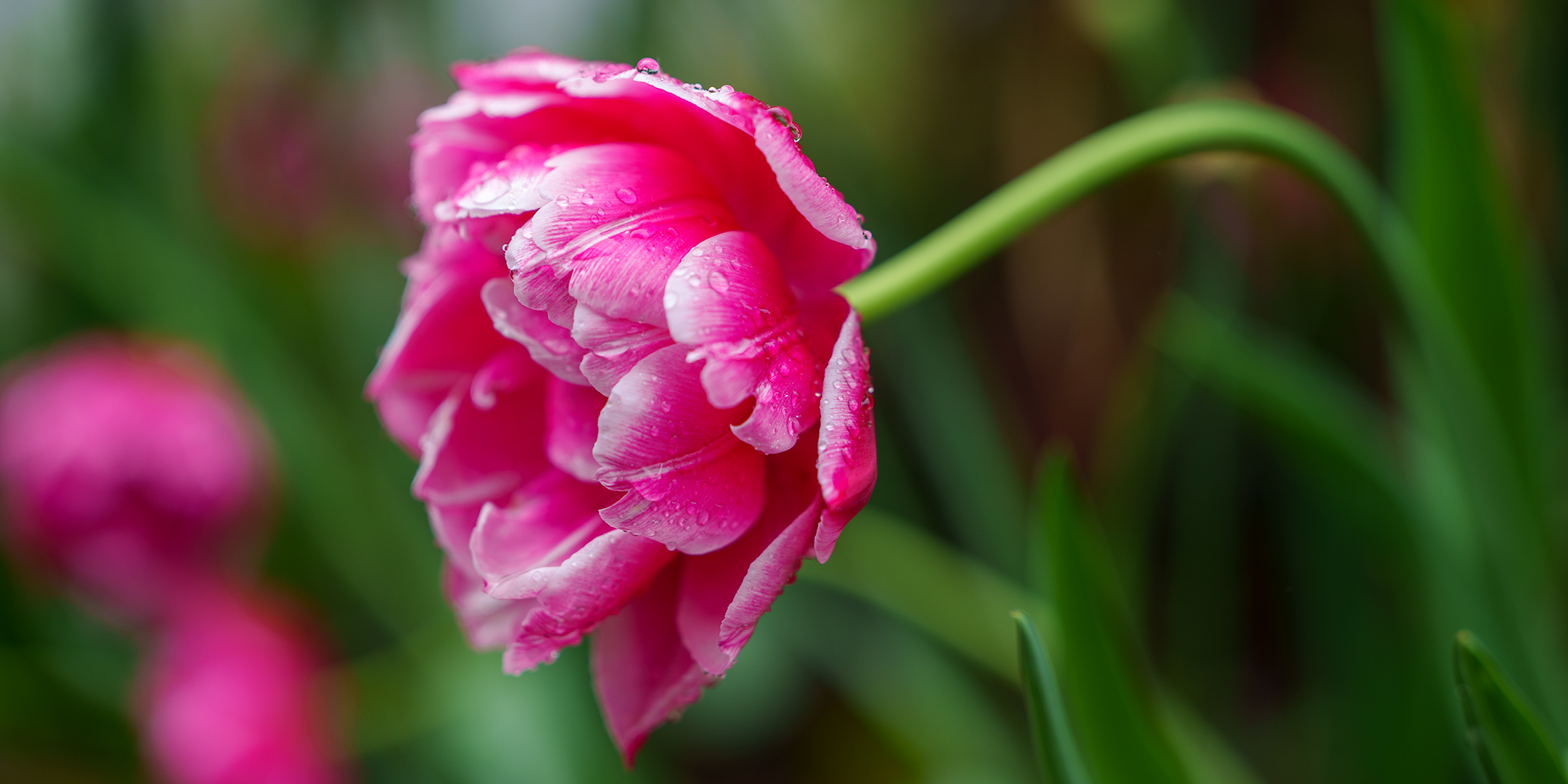 Pink Flower in the Rain
